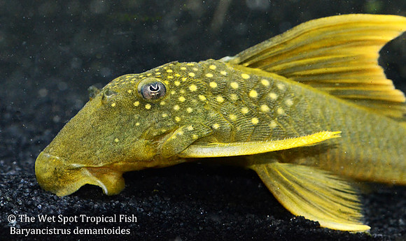 Baryancistrus demantoides  "Hi-Fin Green Phantom" face