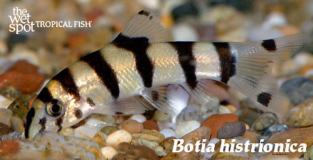 Botia histrionica - Golden Zebra Loach (Juvenile)