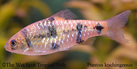 Puntius everetti - Kuching Spanner Barb