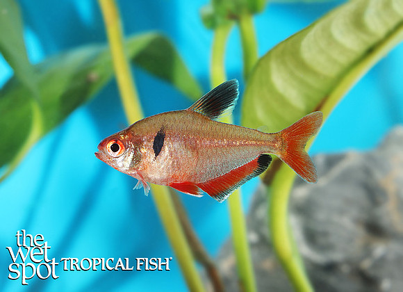 Hyphessobrycon eques "Serpae Tetra"