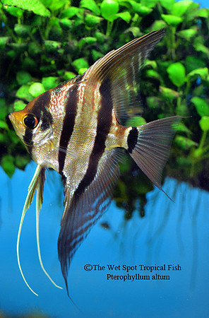 Pterophyllum altum - Altum Angelfish