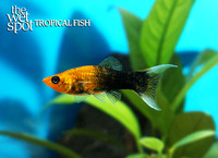 Poecilia sphenops "Half Black Gold Molly"