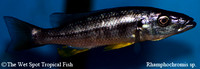 Rhamphochromis sp.