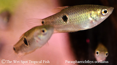 Parasphaerichthys ocellatus - Burmese Chocolate Gourami