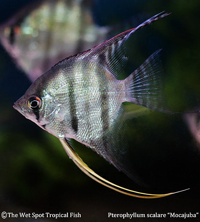 Pterophyllum scalare - Wild Angelfish "Mocajuba"