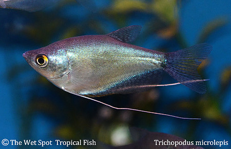 Trichopodus microlepis - Moonlight Gourami