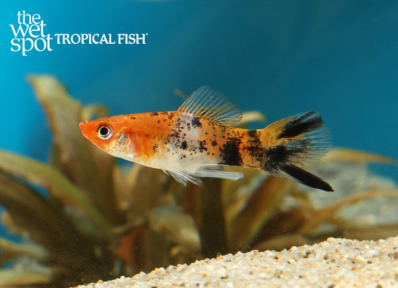 Xiphophorus hellerii "Tricolor Swordtail"