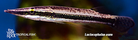 Luciocephalus aura - Peppermint Pikehead