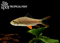Hypselobarbus jerdoni "Lemon Fin Barb" India