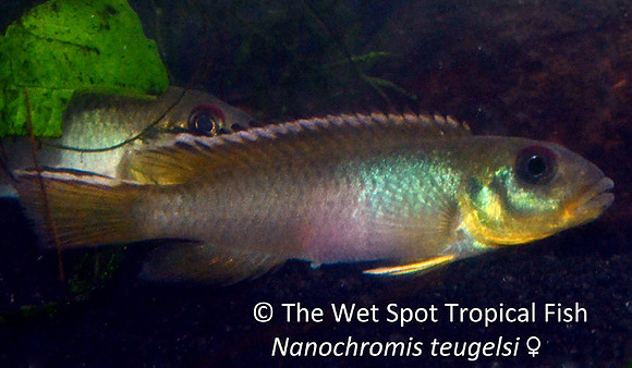 Nannochromis teugelsi ♀