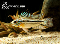 Apistogramma bitaeniata Carreiro