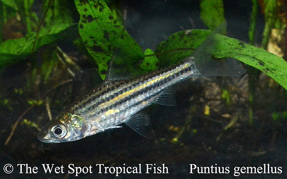 Desmopuntius gemellus - Twin Striped Barb