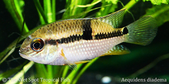 Aequidens diadema - Twin Spot Flag Cichlid