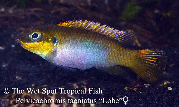 Pelvicachromis kribensis "Taeniatus Lobe" ♀