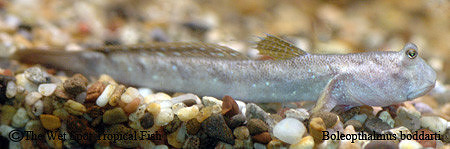 Boleopthalmus boddarti