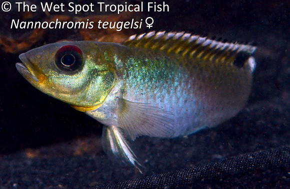 Nannochromis teugelsi ♀