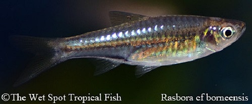 Rasbora cf. borneensis - Golden Flash Rasbora