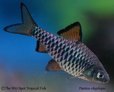 Puntius oligolepis - Checker Barb