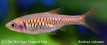 Rasbora vulcanus - Volcano Rasbora
