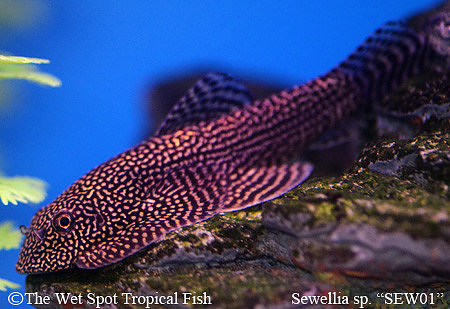 Sewellia sp. SEW01 - Spotted Hillstream Loach