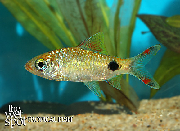 Dawkinsia filamentosa "Filament Barb"