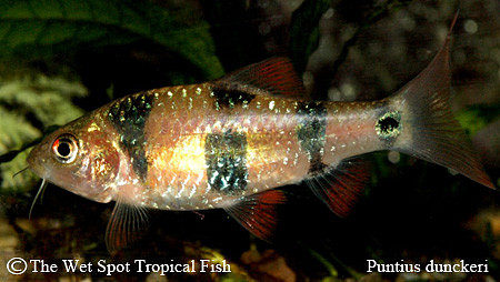 Puntius dunckeri - Clown Barb