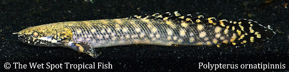 Ornate Bichir - Polypterus ornatipinnis