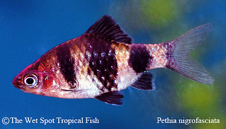 Pethia nigrofasciata - Black Ruby Barb