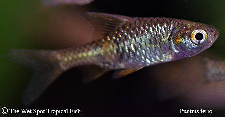 Puntius terio - Terry Barb