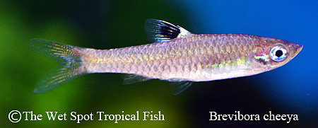 Brevibora cheeya - Giant Emerald Eye Rasbora