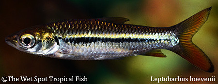 Leptobarbus hoevenii - Red Fin Cigar Shark