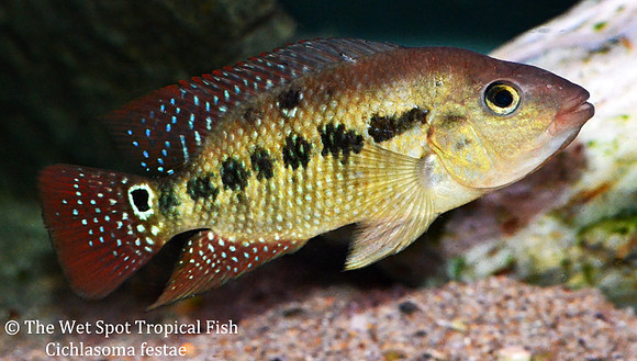Cichlasoma festae - Red Terror