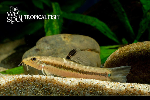Traccatichthys pulcher - Rainbow Loach