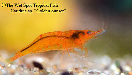 Caridina cf. thambipillai - Golden Sunset Shrimp