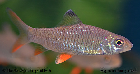 Hypselobarbus jerdoni - Lemon Fin Barb