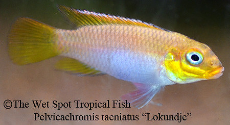 Pelvicachromis kribensis "Taeniatus Lokundje" ♀