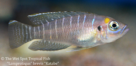 Neoamprologus brevis "Katabe"