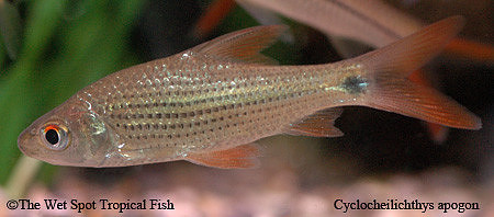 Cyclocheilichthys apogon - Gentle Pearlscale Barb