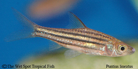 Desmopuntius lineatus - Lined Barb