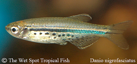 Brachydanio nigrofasciatus - Spotted Danio