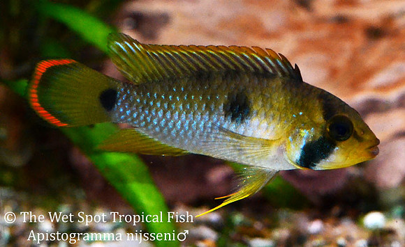 Apistogramma nijsseni ♂