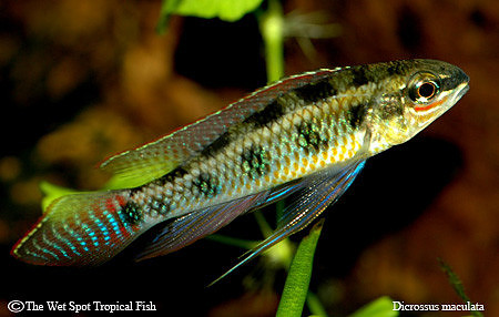 Dicrossus maculatus - Spadetailed Checkerboard Cichlid