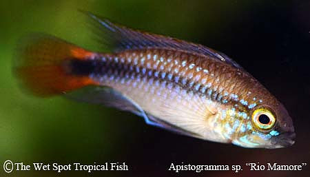 Apistogramma sp. "Rio Mamore"