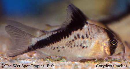 Corydoras melini - False Bandit Cory