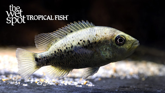 Herichthys bartoni "Barton's Cichlid"