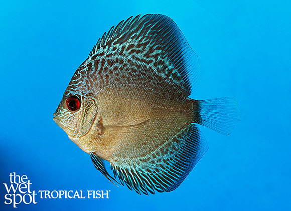 Wet Spot Tropical Fish | Discus | Symphysodon aequifasciata - Blue