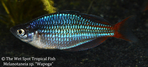 Red Laser Rainbow - Melanotaenia rubrovittata