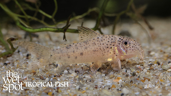 Corydoras sp."CW133" "Moth Cory"