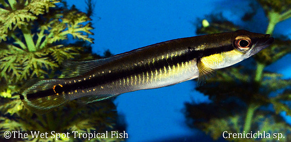 Crenicichla sp.