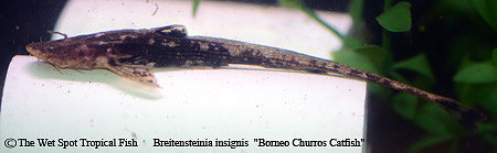 Brietensteinia insignis - Borneo Churros Catfish